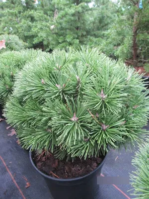 Produktbild von Hakenkiefer Kostelnicek - Pinus uncinata Kostelnicek - 25-30cm