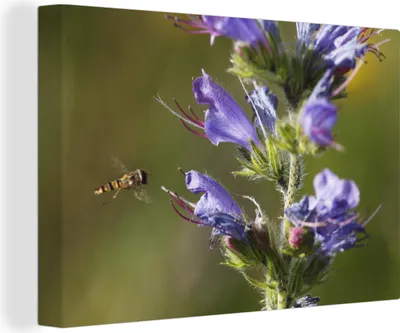 Produktbild von OneMillionCanvasses® - Leinwandbilder - 140x90 cm, Borretschpflanze in der Natur mit einer kleinen Biene, Wandbilder Kunstdruck Wanddekoration - Foto auf Leinwand - Gemälde auf