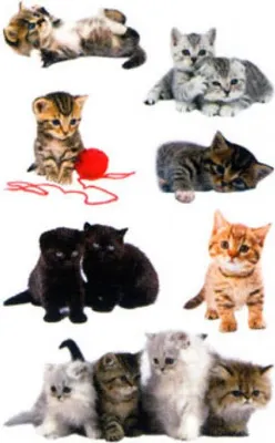 Obrázek produktu pro AVERY Zweckform  55971 ZDesign KIDS Sticker "Katzen-Babies", bunt