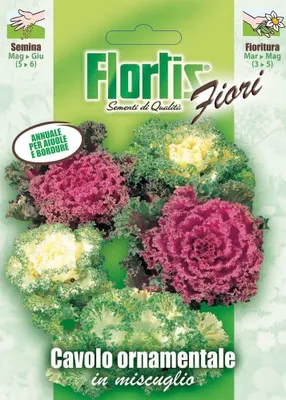 Produktbild von Zierkohl Mischung | Zierkohlsamen von Flortis