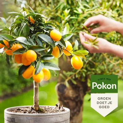 Productafbeelding van Mediterrane Planten Voeding 500ml Pokon