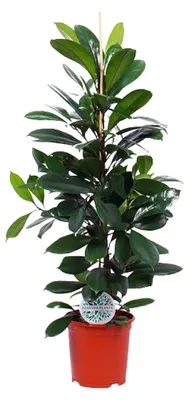 Immagine prodotto di Ficus cyathistipula - 95-105cm - Ø21cm - Pianta d'appartamento - Sempreverde