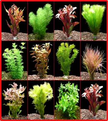 Produktbild von 5 Bund Rote + 5 Bund Grüne Aquarienpflanzen - Top!!!