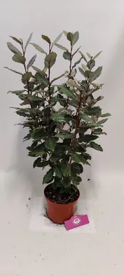 Produktbild von Elaeagnus 'Ebbingei' Olivenweide/Silberbeere, 2 Liter Topf