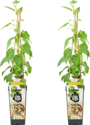 Zdjęcie produktu dla Bloomique - Zestaw 2 sztuk - Actinidia Arguta Issai - Kiwiberry - Rośliny owocowe - Rośliny ogrodowe - Odporne na zimę - Wysokość 50-70 cm - Doniczka 15 cm