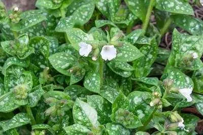 Obrázok produktu pre 6 x Pulmonaria off. 'Sissinghurst White' - Hnedé allium - kvetináč 9 x 9 cm