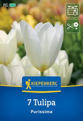Artikelbild 2 von 'Fosteriana-Tulpe Purissima (7 Stück)' aus der Kategorie Tulpenzwiebeln