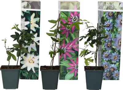 Three potted passionflower plants are displayed in front of their packaging, which features images of the flowers.
