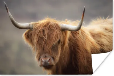 Produktbild von MuchoWow® Poster Schottischer Highlander - Hörner - Haare 120x80 cm - Bilder