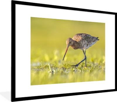 Produktbild von MuchoWow® Gerahmtes Poster Vögel - Gras - Landschaft - Uferschnepfe 80x60 cm - Poster mit Schwarzem Bilderrahmen Wandposter Rahmen Foto Bilder - Schlafzimmer-Dekorationen - Fotoposter