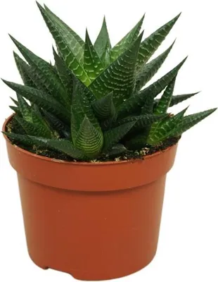 A potted succulent plant.
