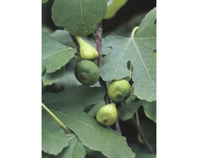 Obrázek produktu pro Fíkovník FloraSelf Ficus carica polokmen 40-60 cm celková výška cca 80-100 cm květináč 15 l