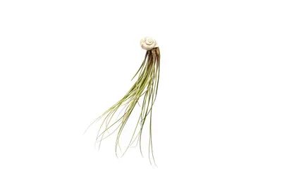 Obrázok produktu pre Gardners Snail s Tillandsia Juncea