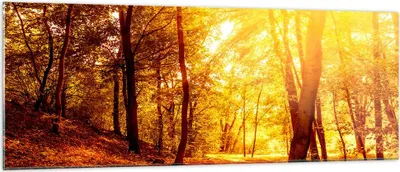 Produktbild von Bilder auf glas - Wald Baum Natur - 140x50cm - Glasbilder - Wandbilder - Kunstdruck - zum Aufhängen bereit - Wanddekoration aus Glas - Glas Bilder - Wandbild auf Glas - Einteilig - GAB140x50-3722