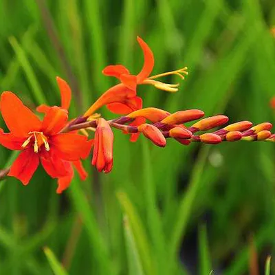 Image de 6 x Monbretia masoniorum - Crocosmia masoniorum | Pot 9cm x 9cm