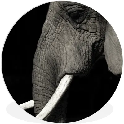 Produktbild von MuchoWow® Rundes Wandbild - Runde Bilder Elefant - Tier - Stoßzahn Ø 90 cm Kreis Wanddekoration Kunststoff - Wandkreis - Wandschmuck - Wand-Kreis - Wohnzimmer - Bild - Runde - Wanddeko - Dibond - Kunstdrucke