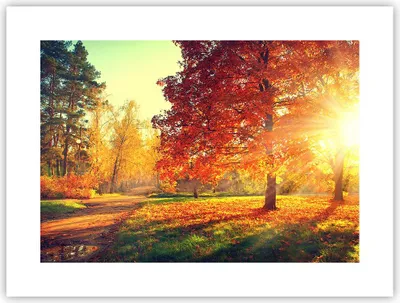 Produktbild von Poster - Poster ohne Rahmen - Park Herbst Baum - 40x30 cm - Wand Bild - Wanddeko - Wandbilder - Kunstposter - Wandposter - Bilder - Kunstdruck - Wanddekoration - Wandbild - P2XAA40x30-3654