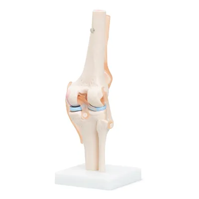 Obrázek produktu pro 4FIZJO Anatomický model kolenního kloubu 1:1