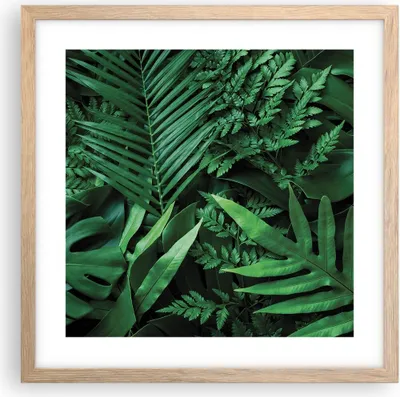 Produktbild von Gerahmtes Poster - Rahmen in heller Eiche - Exotisch Blätter Monstera - 40x40 cm - Wand Bild - Wanddeko - Wandbilder - Kunstposter - Wandposter - Bilderrahmen - Bilder - Kunstdruck - P2NAC40x40-4746
