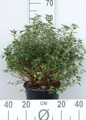 Obrázek produktu pro Azalea japonica - japonská azalka 50- 60 cm - Kontejner