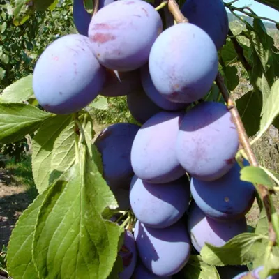 Produktbild von Haroma (S) Zwetsche Buschbaum 10 Liter St. Julien A