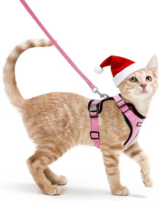 Sonstiges Katzenzubehör, Hauptbild