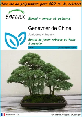Image de SAFLAX Garden in the bag - Genévrier de Chine - 30 graines - Juniperus