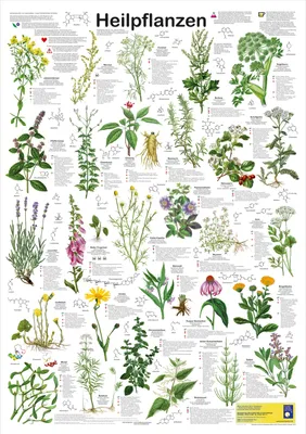 Produktbild von Heilpflanzen Poster deutsch DIN A1 59,4 x 84,1 cm