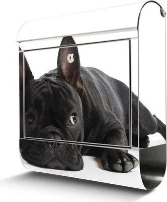 Produktbild von Edelstahl Briefkasten mit Zeitungsfach Bulldogge großer Design Postkasten rostfrei, A4 Einwurf [BKGE2 10004]