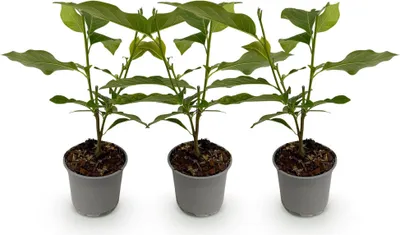 Immagine prodotto di Magnolia liliiflora Nigra – 3 piante – 12 cm – altezza circa 30 cm