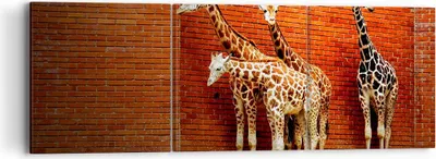 Produktbild von Bild auf Leinwand - Leinwandbild - Tiere Giraffen Zoo Familie - 90x30cm - Wand Bild - Wanddeko - Leinwanddruck - Bilder - Kunstdruck - Wanddekoration - Leinwand bilder - Wandkunst - CA90x30-2643