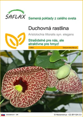 Produktbild von SAFLAX - duchovná rastlina - Aristolochia littoralis syn. elegans - 80 Semená