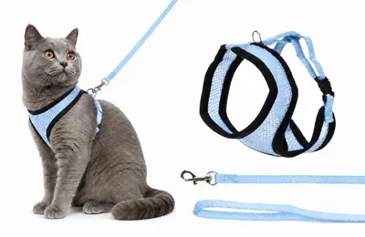 Productafbeelding van Flamingo Halsbandset voor katten, blauw/zwart