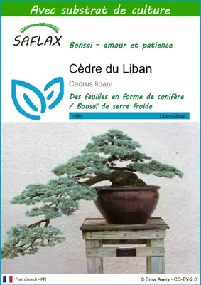 Image de SAFLAX  - Cèdre du Liban - 20 graines - Avec substrat - Cedrus