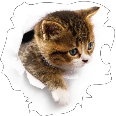 Image de Autocollant : chat pensif dans sa cachette, 95 x 95 cm