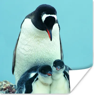 Produktbild von MuchoWow® Poster Tiere - Pinguine - Küken 50x50 cm - Wohnzimmerdekoration