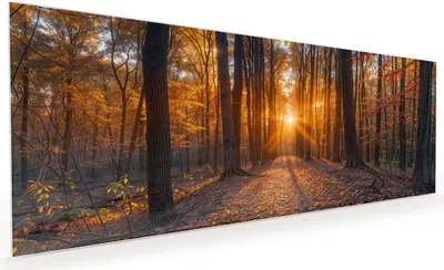 Produktbild von Küchenrückwand Spritzschutz Glas mit Motiv Sonnenuntergang Wald 40 x 40 cm