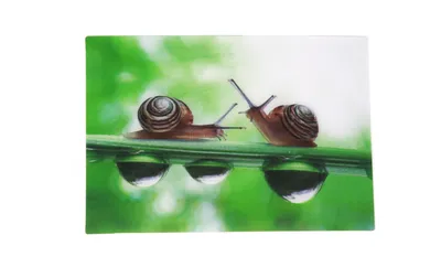 Produktbild von 3 D Ansichtskarte Schnecken, Postkarte Wackelkarte Hologrammkarte Tiere Tier Schnecke