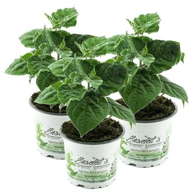 Produktbild von Enseleits 3er Set Andenbeere (Physalis peruviana), frische Kapstachelbeere Pflanze