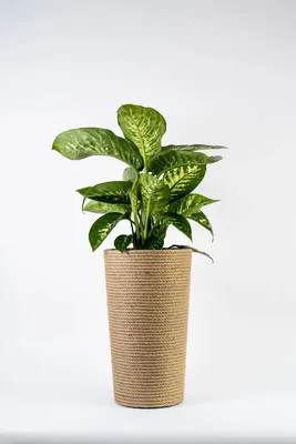 Imagen del producto de Macetas de yute hechas a mano con maceta interior (47 cm) – Maceta decorativa de estilo bohemio para plantas de interior, color natural/beige