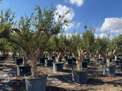 Produktbild von Sunny Tree Granatapfelbaum XL, Punica Granatum, 240 cm, Winterhart, 40 Jahre alt