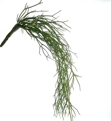 Produktbild von GASPER Kakteen - Rhipsalisranke 61 cm - Kunstblumen