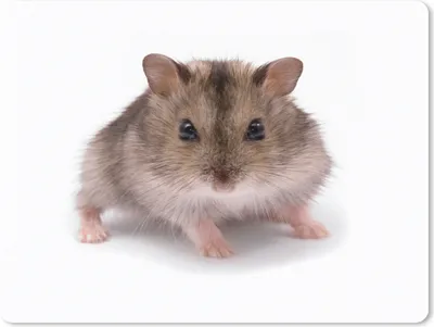 Produktbild von MuchoWow® Mauspad Mousepad Kleiner Hamster 23x19 cm - Mousepads - Maus Mat - Pad - Mausunterlage - Schreibtischunterlage - Mauspad
