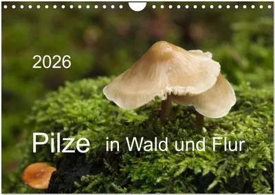 Produktbild von Pilze in Wald und Flur (Wandkalender 2026 DIN A4 quer), CALVENDO Monatskalender