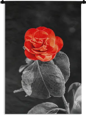 Produktbild von MuchoWow® Wandteppich Wandbehang Blumen - Schwarz - Weiß - Rose - Rot 120x180 cm Tapisserie Dekoration Wandtuch - Schlafzimmer - Dekorationen für das Haus
