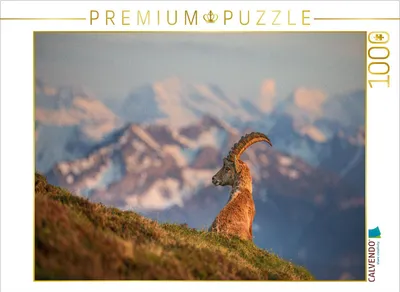 Produktbild von CALVENDO Puzzle Alpensteinbock | 1000 Teile Lege-Größe 64x48cm Foto-Puzzle für glückliche Stunden