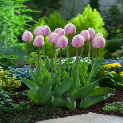 Zdjęcie produktu dla Tulipan Darwina Apricot Delight 5 szt. Tulipany Cebulki Tulipanów Cebule