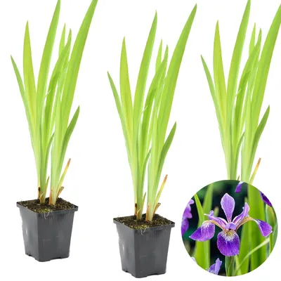 Produktbild von 3er-Set Iris Versicolor, Schwertlilie, 15-25 cm, Topf 9 cm