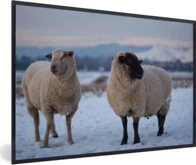 Produktbild von MuchoWow® Gerahmtes Poster Schaf - Schnee - Berg 90x60 cm - Poster mit Schwarzem Bilderrahmen Wandposter Rahmen Foto Bilder - Fotorahmen - Foto-Plakat