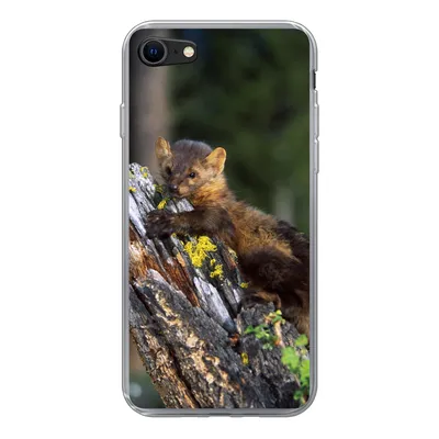 Produktbild von MuchoWow® Handyhülle Schutzhülle Hülle für iPhone 7 Marder - Baum - Wald Silikon Softcase Handy Hülle - Kartenhalter